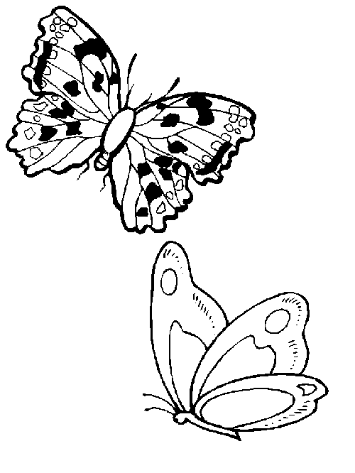 Mariposas jugando