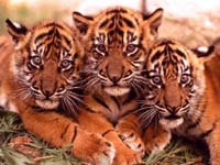 tigres hermanos