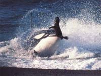 orcas comiendo focas