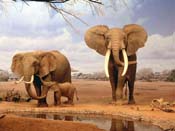 fondos de elefantes