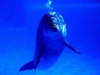 delfin pensando