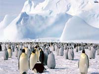 pinguinos en la antartida